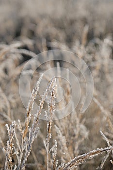 Abstract natural background of soft wild brown plants. Pampas grass on blur bokeh, Dry reeds boho style. Fluffy stems of