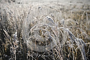 Abstract natural background of soft wild brown plants. Pampas grass on blur bokeh, Dry reeds boho style. Fluffy stems of