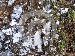 Abstract natural background of a white rock surface covered with lichen and moss.