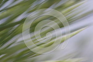 Abstract natural background, wind.