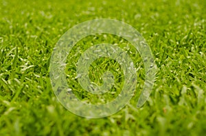 Abstract natural backgrounds grass