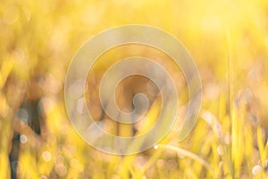 Abstract natural backgrounds grass with bokeh. Closeup.