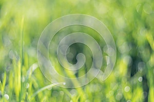 Abstract natural backgrounds grass