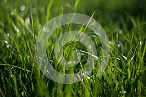 Abstract natural backgrounds with green grass and beauty bokeh