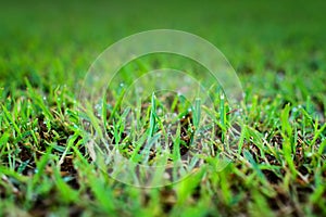 Abstract natural backgrounds green grass