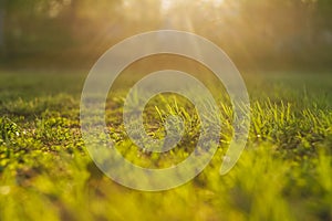 Abstract natural backgrounds, green grass in sunset light.