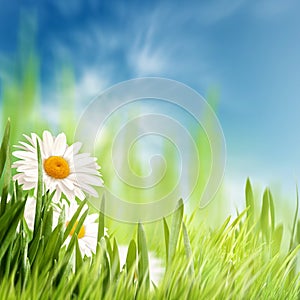 Abstract natural backgrounds with summer foliage