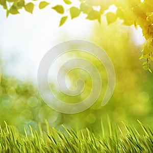 Abstract natural backgrounds with summer foliage