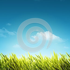 Abstract natural backgrounds with summer foliage