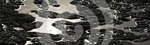 Abstract natural black and white panorama of mosquitos on a pattern of mud with reflecting sunlight on the water at marshland of