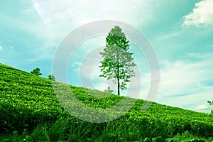 Abstract Natural environment of green tea field on big green tree and blue sky