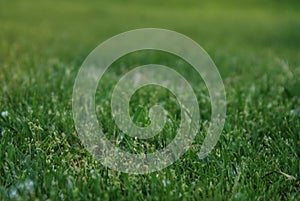 Abstract Natural Green Grass Backgrounds in Forest Park Outdoor Natural