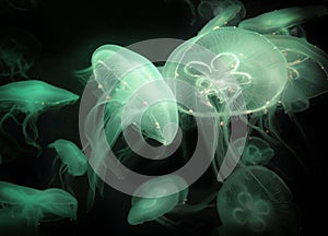 Abstract natural of green jelly fish floating on blue sea background.