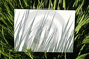 Abstract natural painting from grass shadows on canvas. Blank canvas in the grass of a summer sunny field