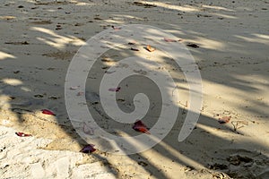 Abstract natural pattern of big tree branches shadow on white soft sand beach background with fallen dried red tree leaves