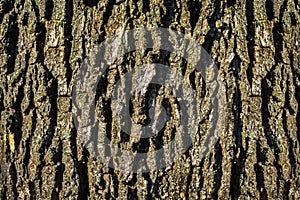 Abstract natural pattern of an old oak tree trunk in a forest
