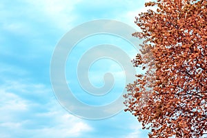 Abstract natural seasonal autumn background with mine space. Tree with orange yellow red foliage in the forest and empty sky in