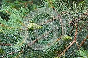 Abstract natural seasonal green background with young green pine cones of Pine or Pinus Sylvestris with blurred raindrops on