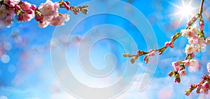 abstract natural Spring floral border with pink blossom sakura flower on blue sky background Banner design with copy space