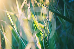 Abstract natural summer background. Green grass on a meadow, close-up, selective focus