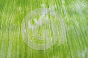 Abstract Natural Texture Background - Lines and Pattern created by Green Algae on Sandy Beach