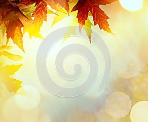 Abstract nature autumn Background with yellow leaves