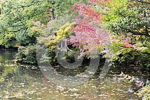 Abstract nature background with autumn leaves floating in Japanese pond