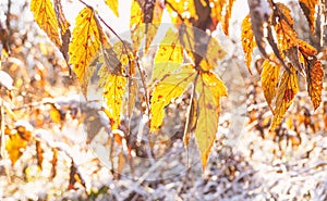 Abstract nature background with blur and grass, snow and sun.