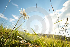Spring or summer abstract chamomile flower