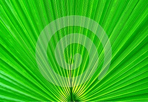 Abstract nature background. Close up green leaf