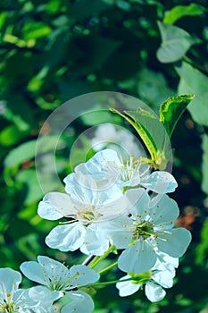 Abstract nature background. Cropped shot of blooming cherry tree. Spring concept.