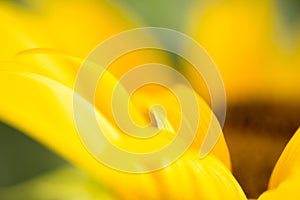 Abstract nature background detail of sunflower