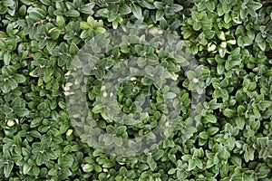 Abstract Nature Background of a Garden Hedge