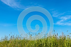 Abstract nature background with grass and blue sky