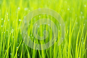 Abstract nature background with grass and drops.