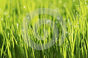 Abstract nature background with grass and drops.