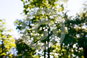 Abstract nature background. Green bokeh texture. Beautiful blurred summer trees in park