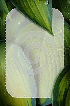 Abstract nature background with green plant leaves, wet drops and transparent frame