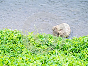 Abstract nature background of green plants and river