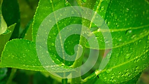 Abstract nature background, lemon green leaf with water drop in selective focus