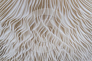 Abstract nature background macro of Sajor-caju Mushroom plants. Using idea design texture pattern concept natural or wallpaper.