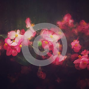 Abstract Nature Background with Pink Flowers