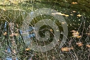 Abstract nature background. Plant reflections in water