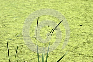 Abstract Nature Background Pond Swamp Water, Algae photo