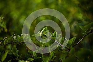 Abstract nature background with a single white flower