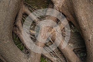 Abstract nature background texture of dry tree roots grunge natural.