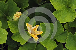 Abstract nature background. Yellow zucchini flowers and green leaves.