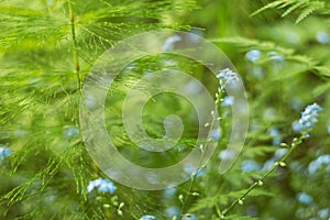 Abstract nature blurred bokeh background. Spring blue wild flowers in grass