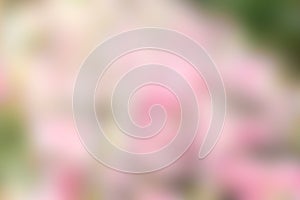 Abstract nature color mix blur backgrund, color pink white green mix background