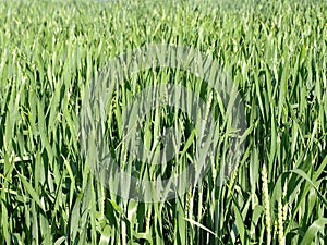 Abstract Nature of Farm Crops